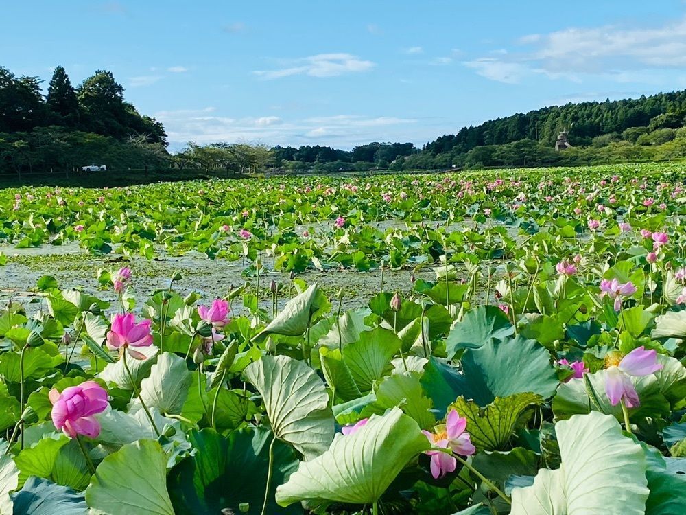 Musashiさんが投稿した平筒沼遊歩道に関する口コミの画像