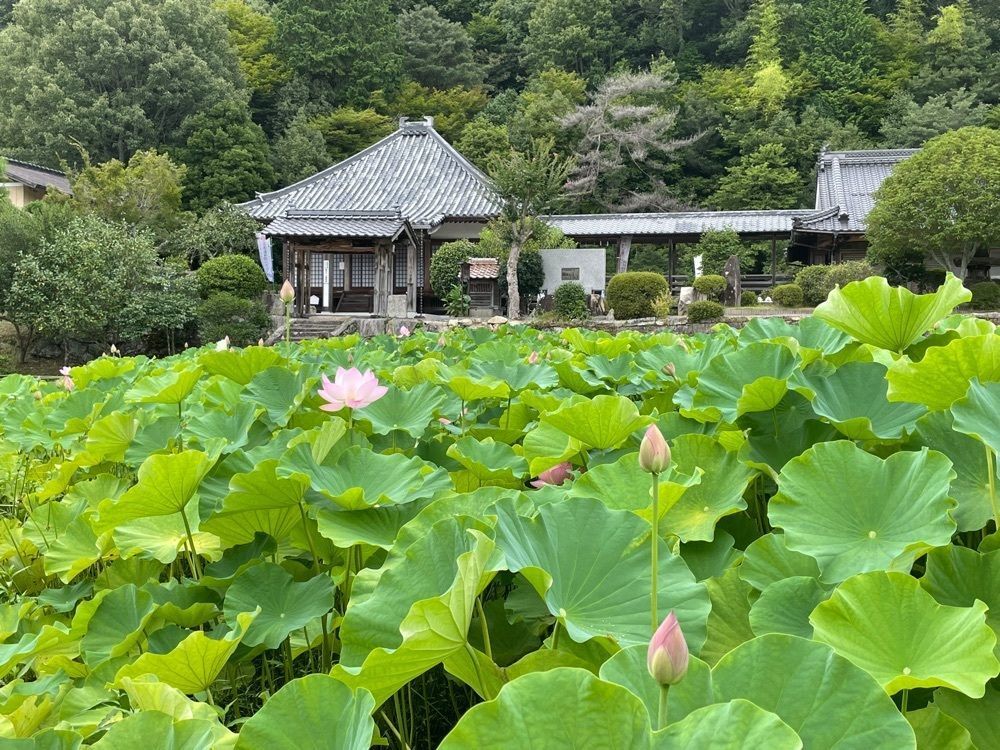 みーなさんが投稿した棲眞寺に関する口コミの画像