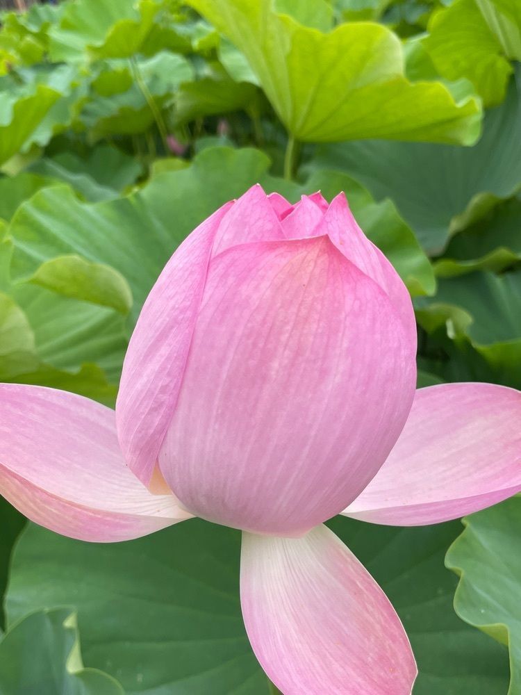みーなさんが投稿した棲眞寺に関する口コミの画像