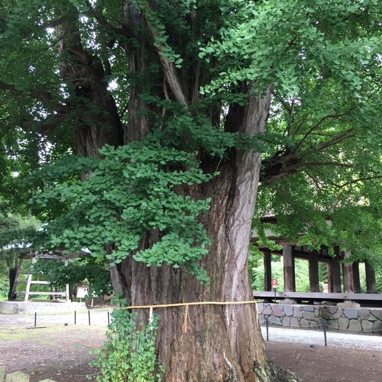 ニシさんが投稿した新宮熊野神社宝物殿に関する口コミの画像