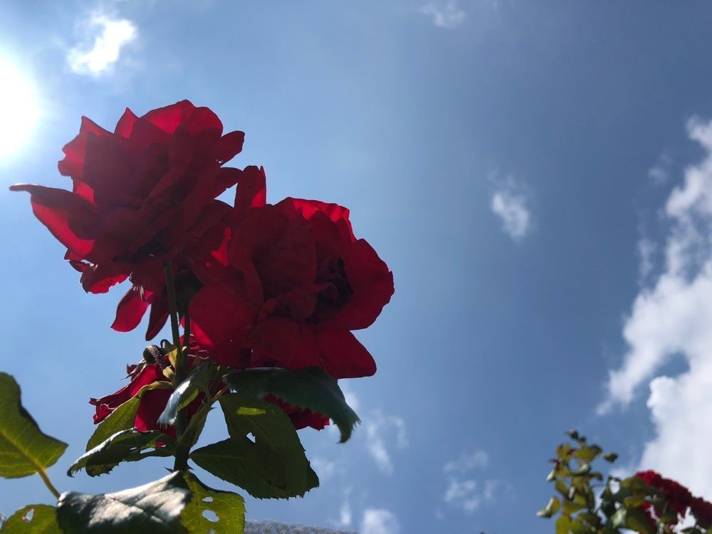 ホンキートンクさんが投稿した画像の画像