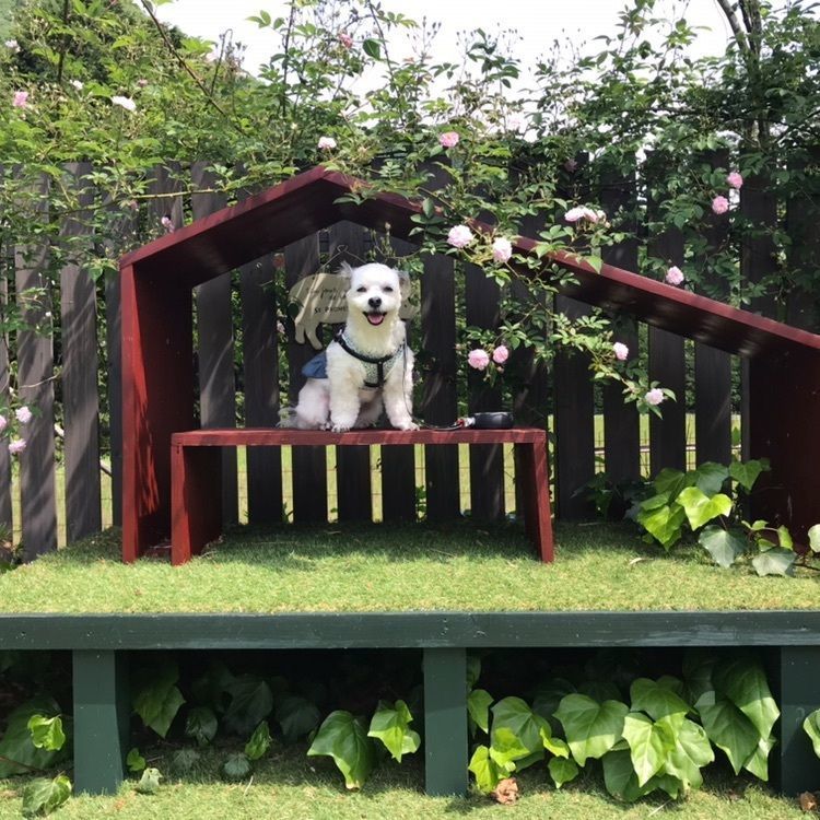 あごあごさんが投稿したJ's hill GARDEN okkini（ジェイズ ヒルガーデン オッキニ【旧店名】J's hill GARDEN）に関する口コミの画像
