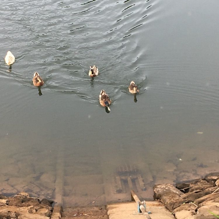 やすひこさんが投稿した国見湖畔公園に関する口コミの画像