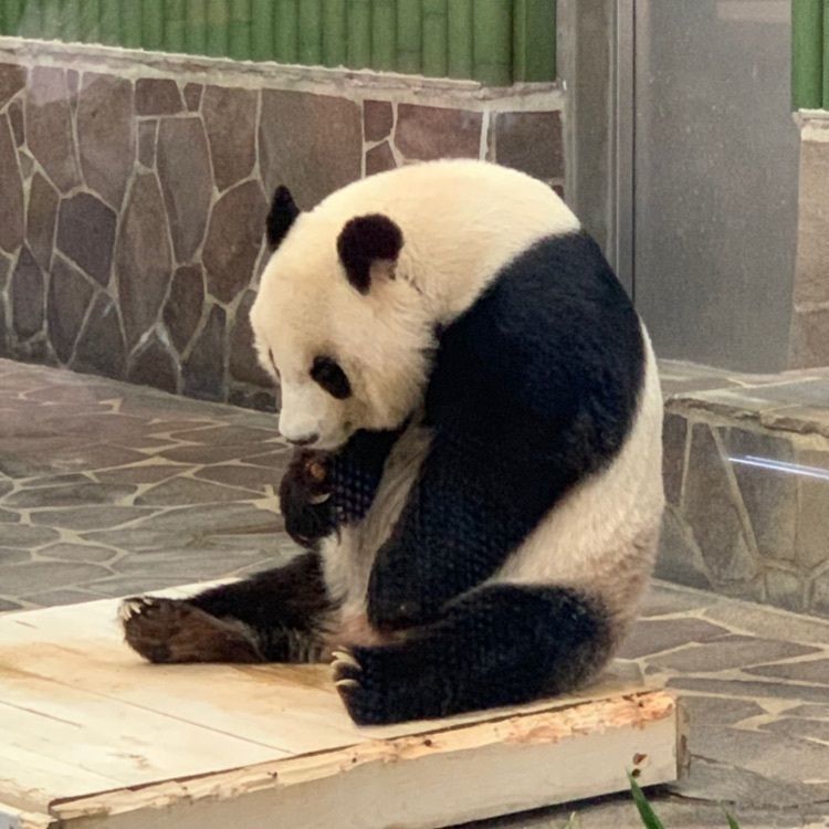 よし君5963さんが投稿した神戸市立王子動物園 パンダプラザに関する口コミの画像