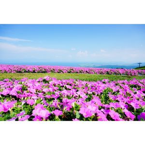 びわこ箱館山 4枚目