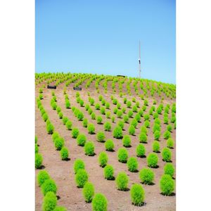 びわこ箱館山 5枚目