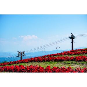 びわこ箱館山 7枚目