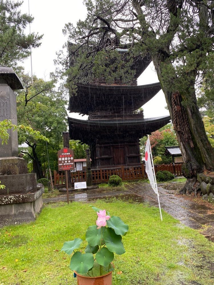 かめ_メグミさんが投稿した信濃国分寺の蓮に関する口コミの画像
