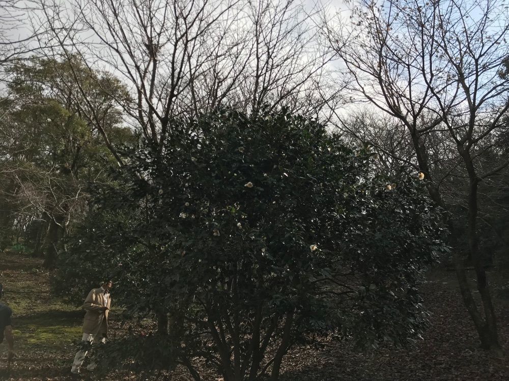 fumiさんが投稿した椿花ガーデンに関する口コミの画像