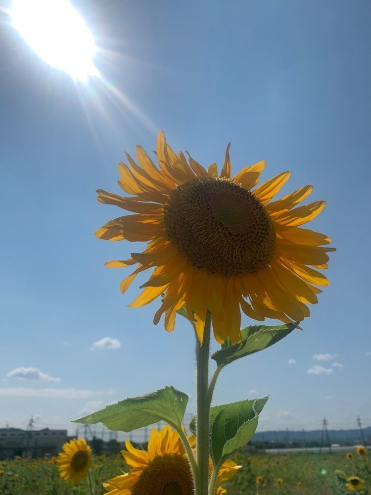 blossom&C7さんが投稿した八幡市のひまわり畑に関する口コミの画像