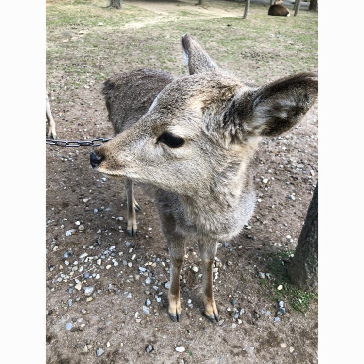 akariさんが投稿した東大寺に関する口コミの画像