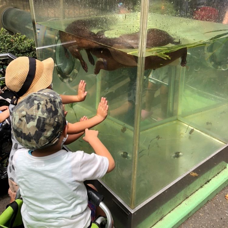 tana_mamaさんが投稿した上野動物園 ゴリラ・トラの住む森に関する口コミの画像