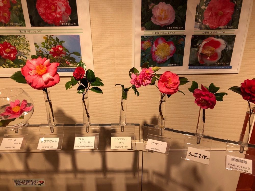 fumiさんが投稿した大島公園の椿に関する口コミの画像