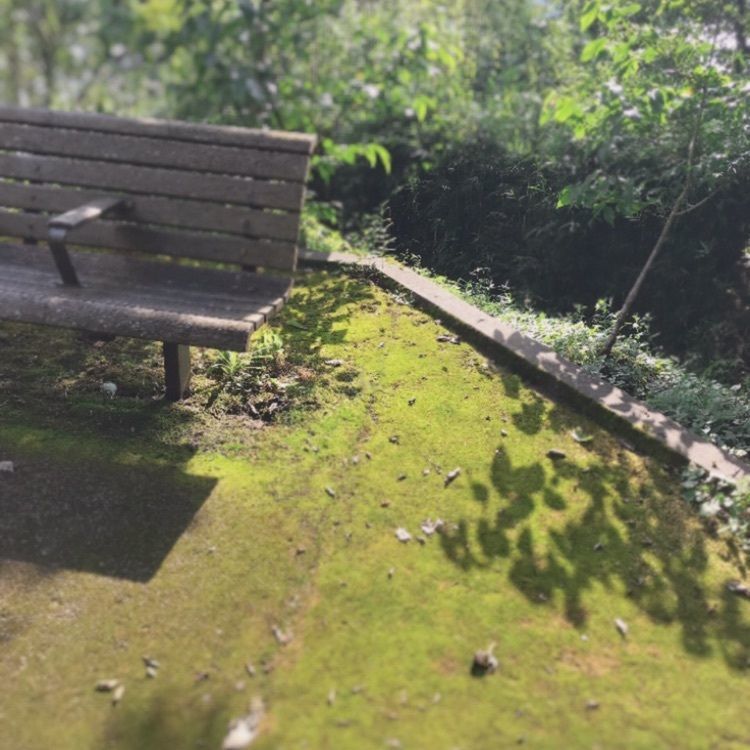 Musashiさんが投稿した恩賜箱根公園のツツジに関する口コミの画像
