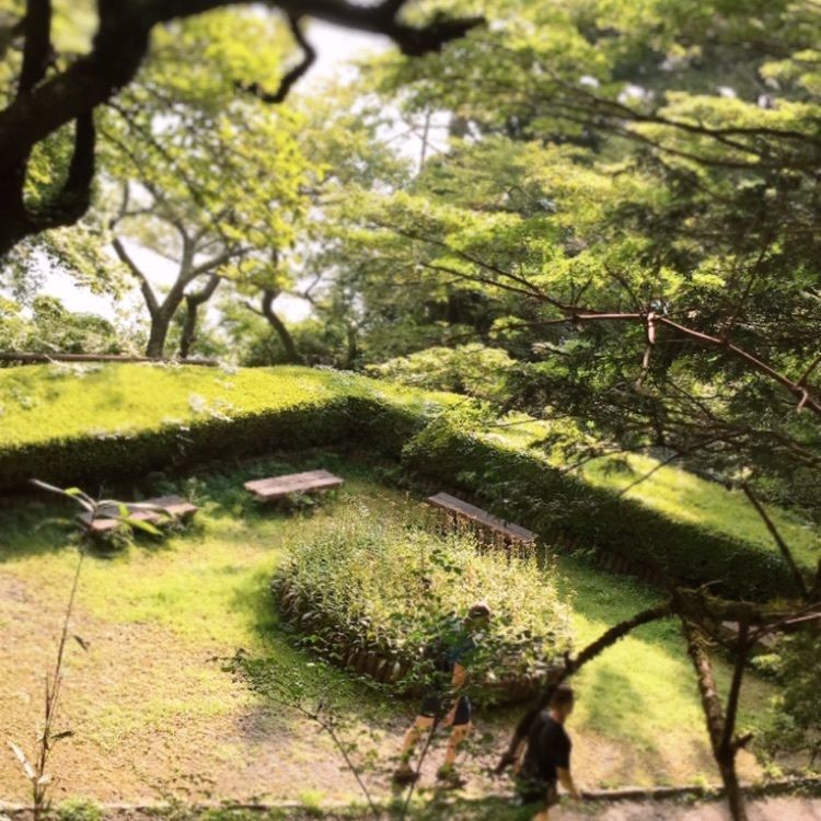 Musashiさんが投稿した恩賜箱根公園のツツジに関する口コミの画像