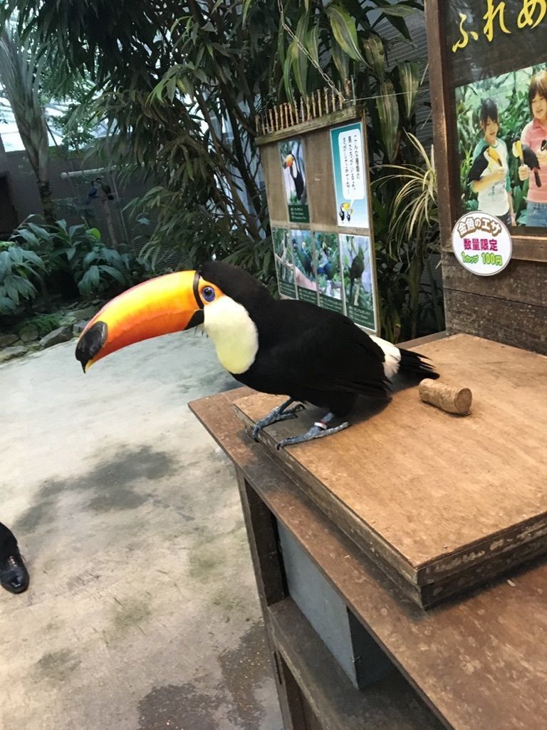 鳥のテーマパーク「松江フォーゲルパーク」への画像