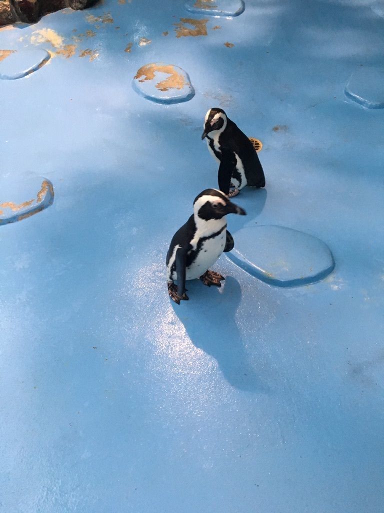鳥のテーマパーク「松江フォーゲルパーク」への画像