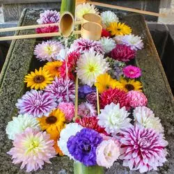 カラフルなお花が浮かべられた花手水が美しい♪京都東山の勝林寺