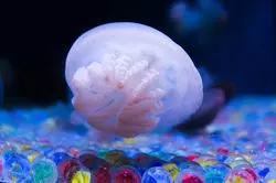 品川で水族館デート♪「アクアパーク」と「しながわ水族館」を比較