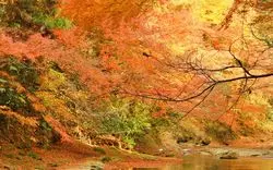 養老渓谷の紅葉スポットがまるわかり！実際に行った筆者が徹底解説