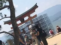 修繕中の宮島に行ってきました！