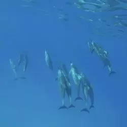 【ハワイ】野生のイルカに会いたい♡オアフ島の大自然へ…