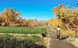 紅葉シーズン到来！愛知のイチョウ祭りがなかなか凄い