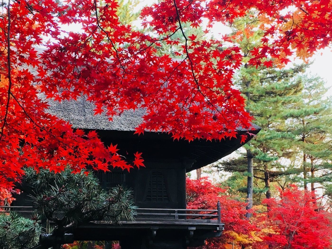 の画像