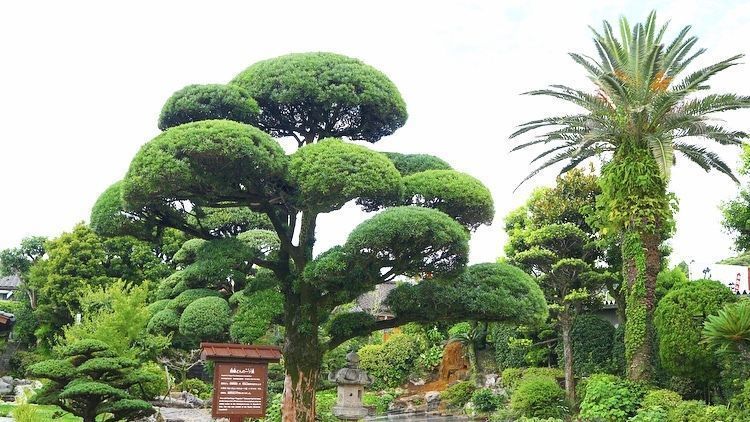 の画像