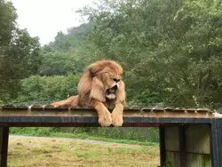 ドライブスルーサファリ！？兵庫県・姫路にある珍しい動物園