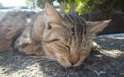 たくさんの猫に癒される♡福岡県にある「相島」