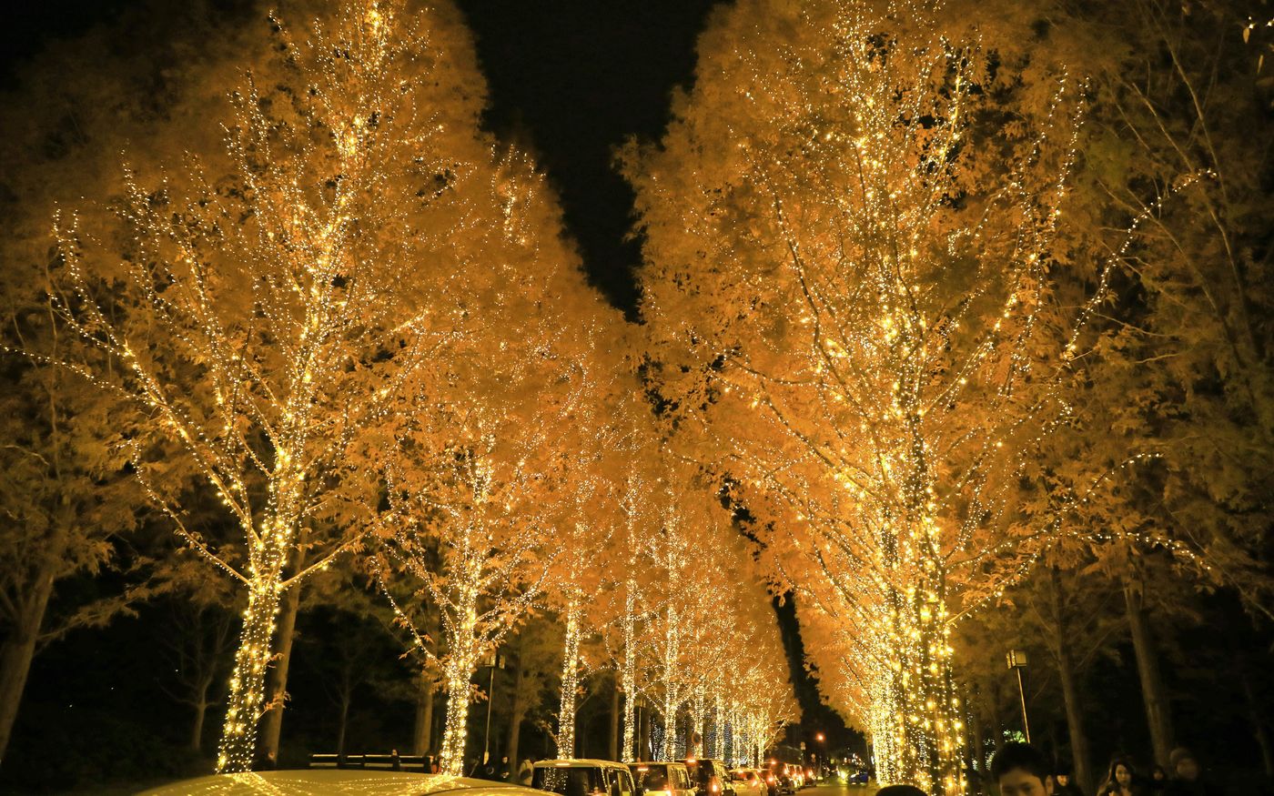 の画像