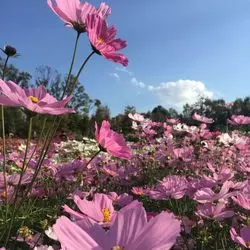 この秋訪れてほしい！奈良のフラワーフェスタ