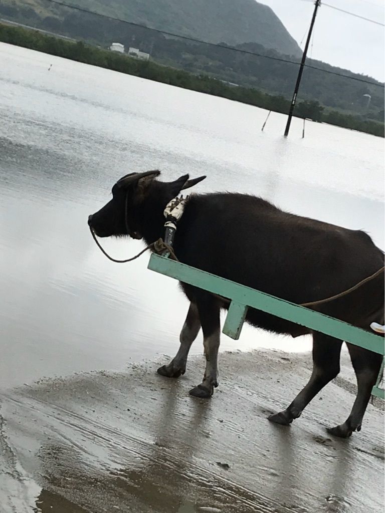 家族四人で家族旅行〜石垣島〜の画像