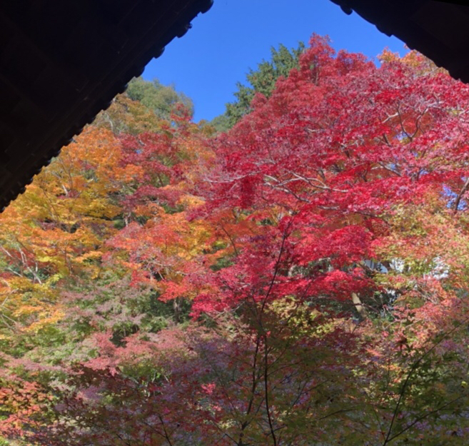 美しすぎる京都の紅葉♪実相院門跡、妙満寺へ行こう！の画像