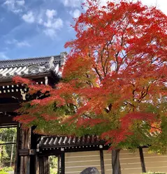 美しすぎる京都の紅葉♪実相院門跡、妙満寺へ行こう！