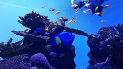 癒やされる葛西臨海水族園♡