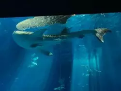 沖縄美ら海水族館で海の世界へTRIP♪
