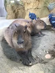 福井県の足羽山公園遊園地はオススメ