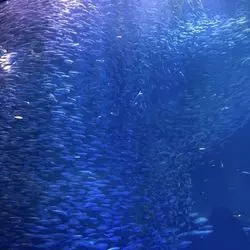 珍しい水族館を発見！シャチに会いに名古屋へ行こう♪