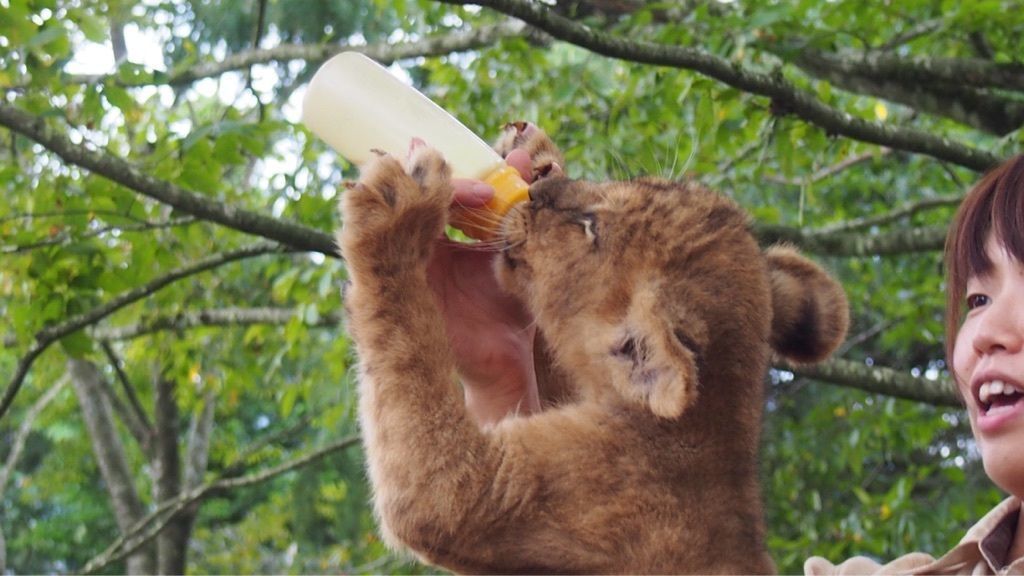 動物好きにはたまらない富士サファリパーク！の画像