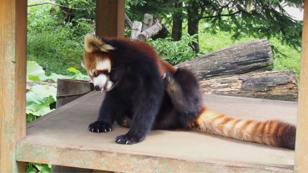 動物好きにはたまらない富士サファリパーク！の画像