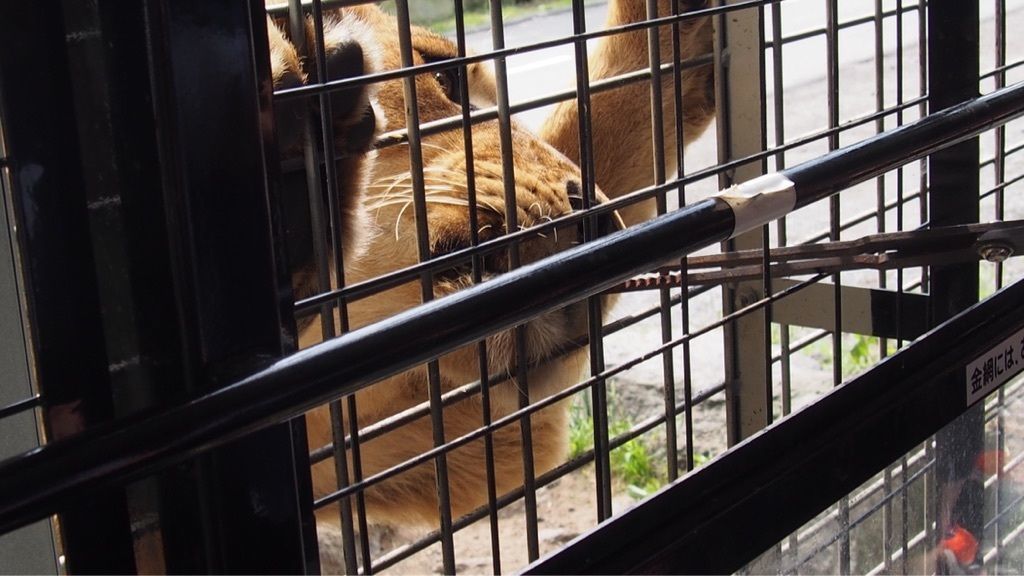 動物好きにはたまらない富士サファリパーク！の画像
