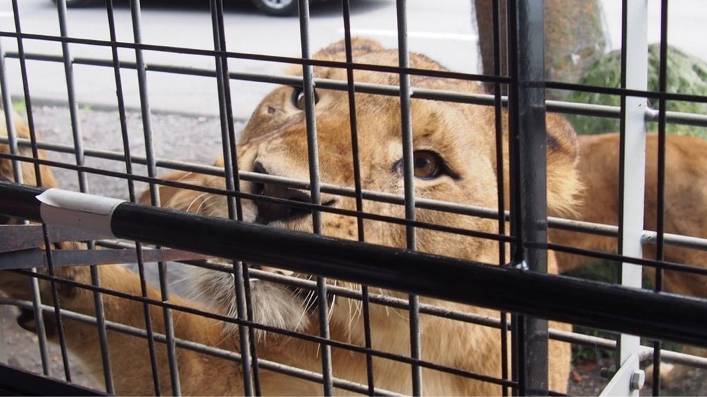 動物好きにはたまらない富士サファリパーク！の画像