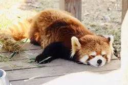 【福井】無料で遊びに行こう◎福井の動物公園「西山公園」