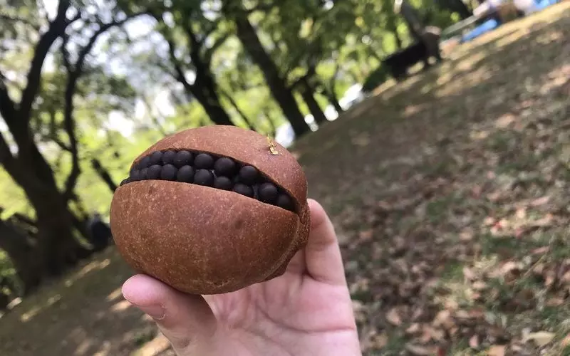 筆者おすすめパンはユニークな見た目の「クロッカンショコラ」 1枚目