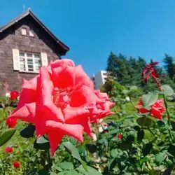 秋薔薇が見頃♡駒込・旧古河庭園で英国風のおしゃれな空間にひたる秋