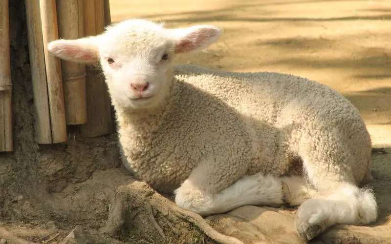 2. 五月山動物園｜大阪の無料で入れる動物園！ふれあい広場がおすすめ！ 2枚目