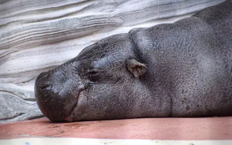 大阪の動物園に行ってすてきな1日を過ごそう！ 1枚目
