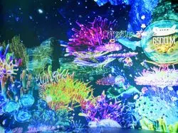 日本初上陸！「OCEAN BY NAKED 光の深海展」が圧倒的